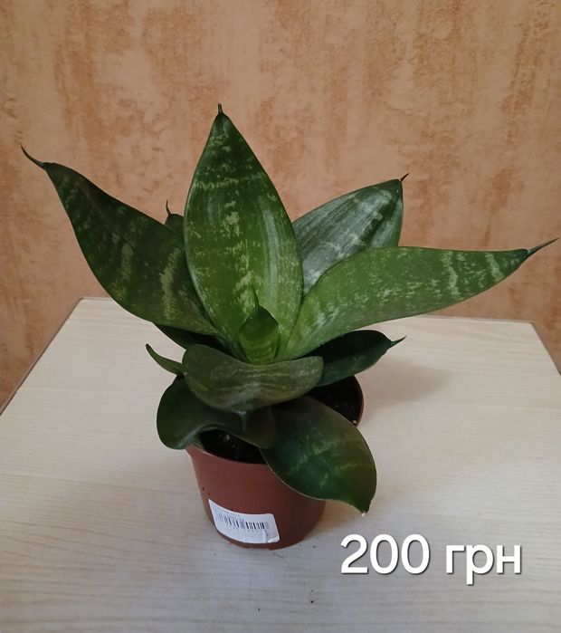 Сансев'єрія низька ханні Спатифілум  Денежное дерево