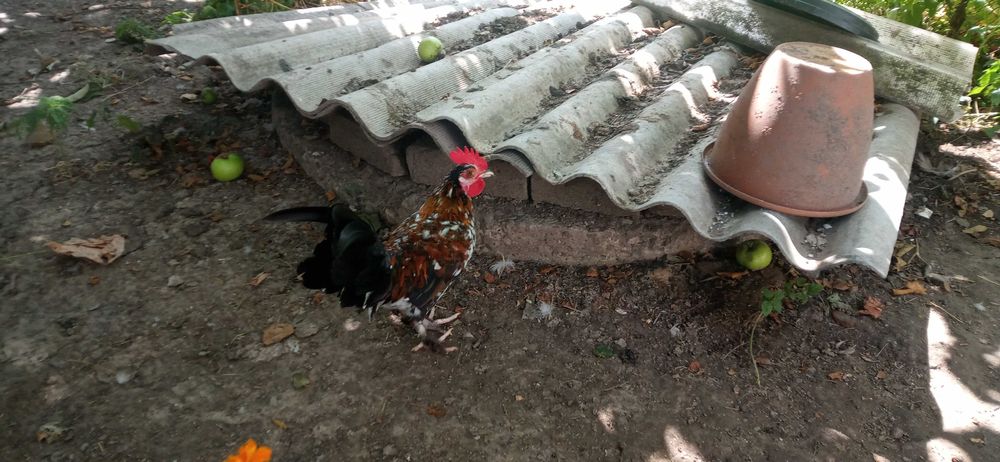 Карликові кури бентамки