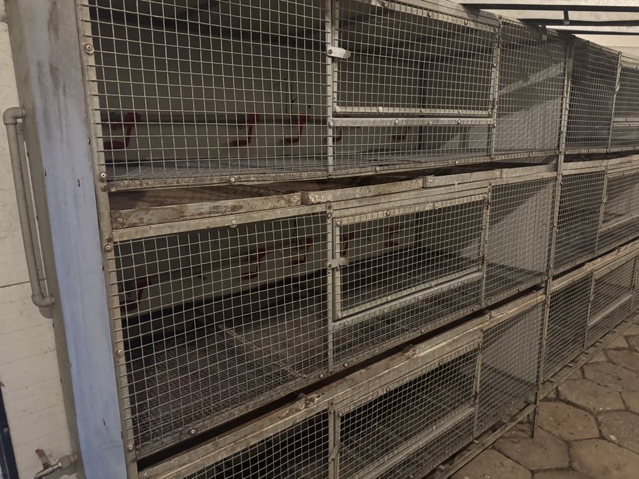 Przepiórki. Bateria do hodowli- AUTOMAT!. Klatki dla przepiorek
