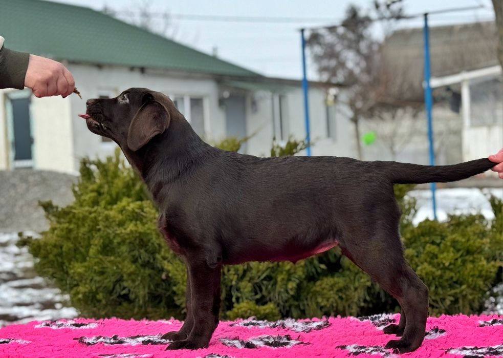 Яскраві цуценята лабрадора!