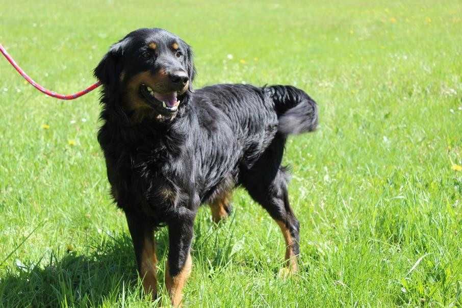 104835 Willy do adopcji