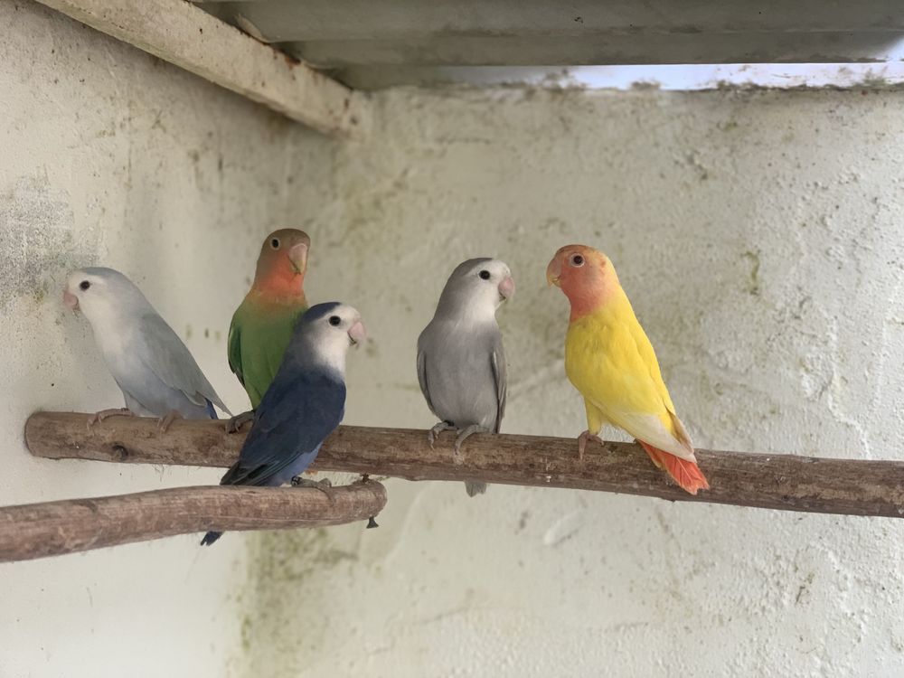 Agapornis para ceder