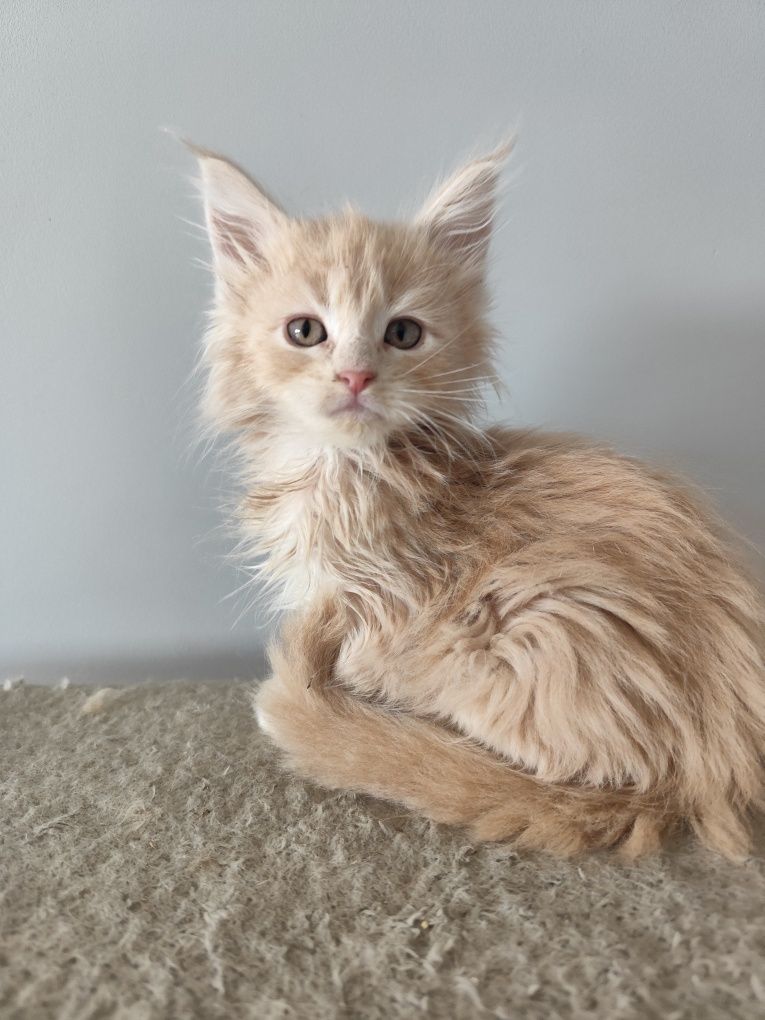 Kremowy kocurek Maine Coon- gotowy do odbioru