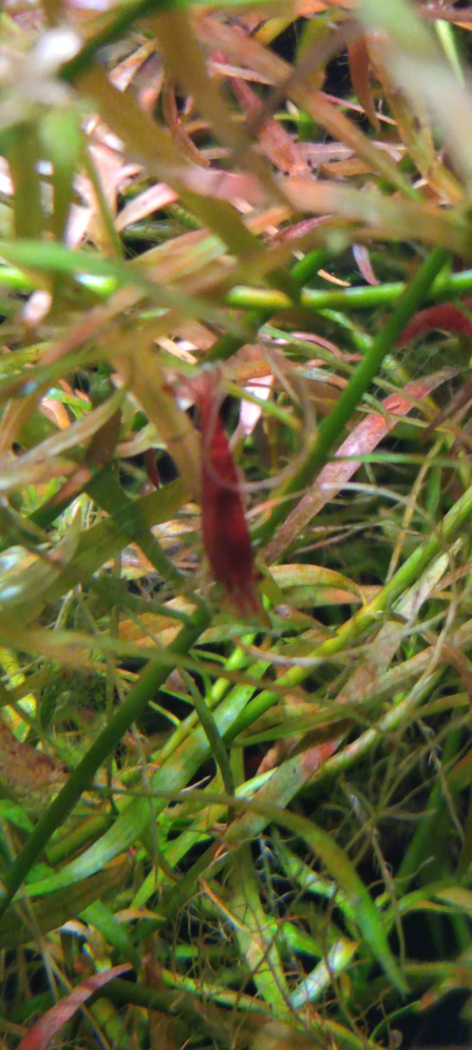 Krewetka Red Cherry (Neocaridina Davidi Var. Red) + GRATISY