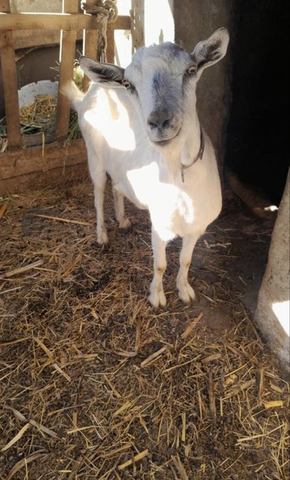 Продам козу ее 3роки