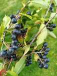 Aronia- ekologiczna i smaczna