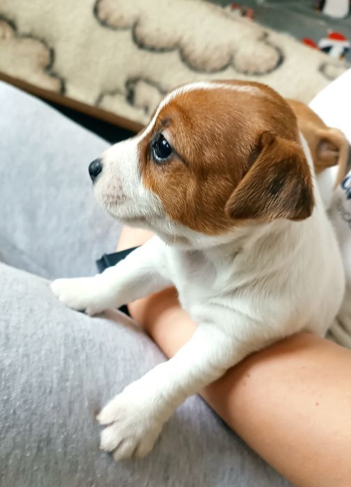 Jack Russell Terrier gładkowłosy ZKwP FCI