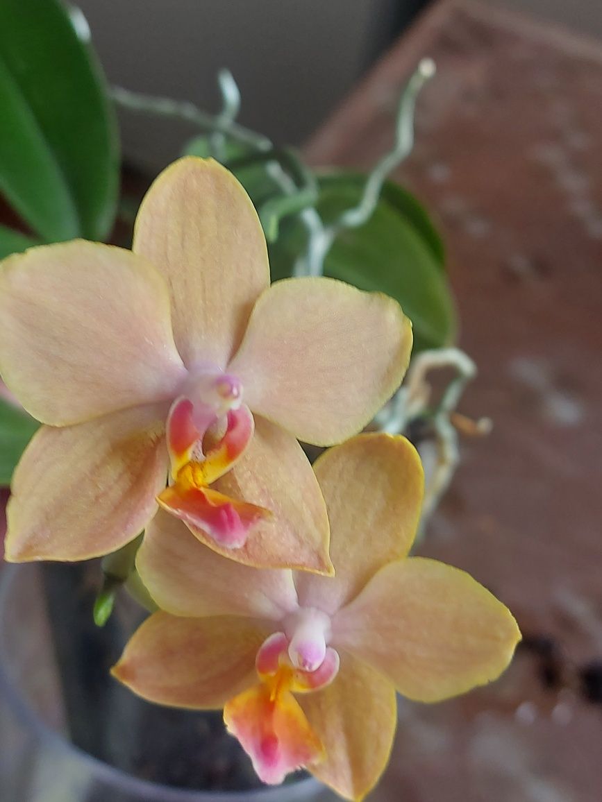Орхидея фаленопсис, мультифлора Orange Blossom