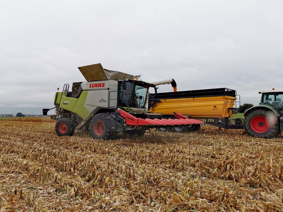 Kukurydza skup usługi zbioru