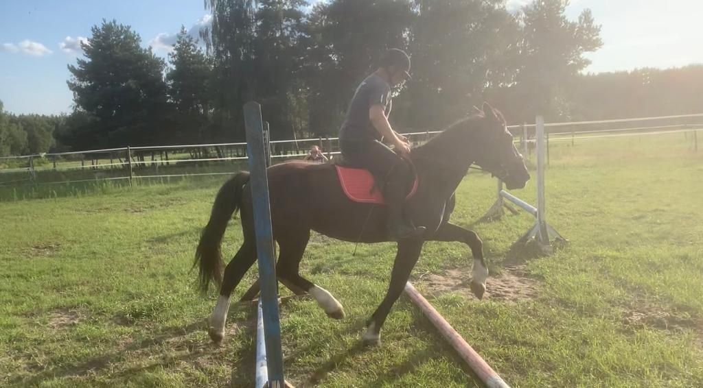 Klacz w typie tinkera
