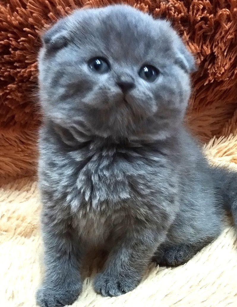 Шотландская скоттиш фолд девочка