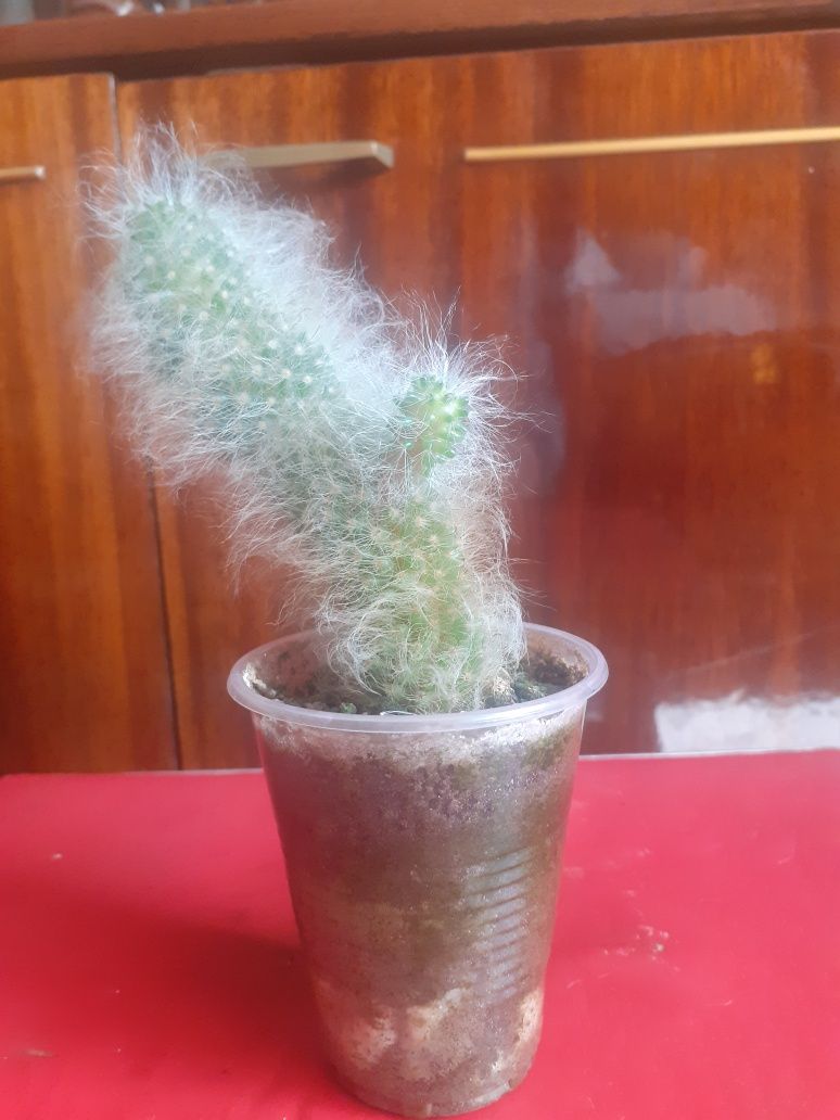 Цветок кактус Мамилярия Бокасана