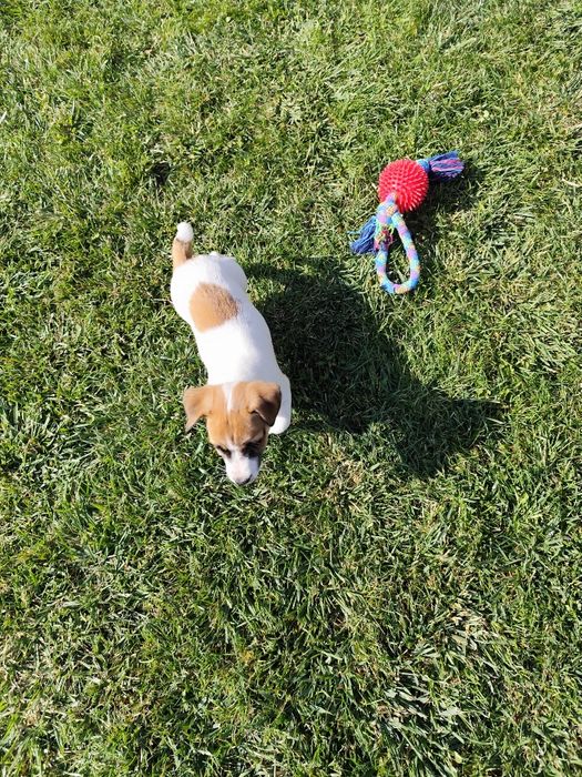 Śliczna sunia Jack Russell gładkowłosa