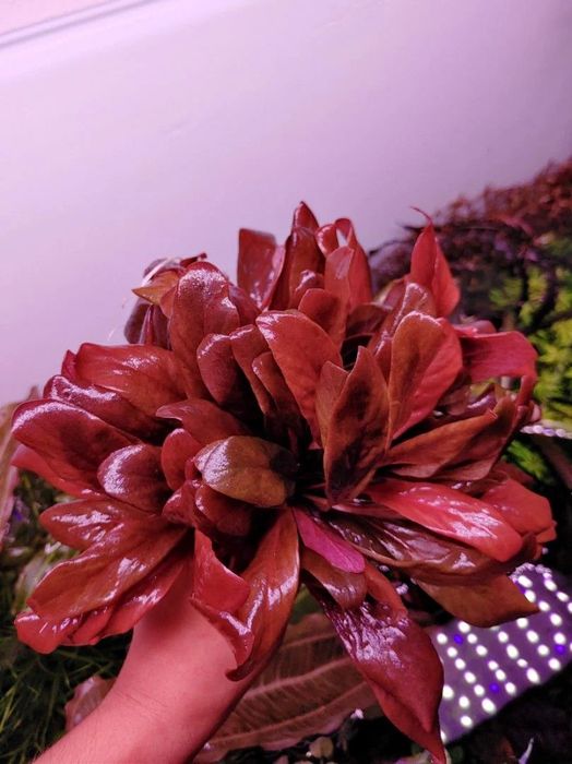 Продам  аквариумные растения.