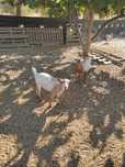 Cabras pequenas com sete meses.
