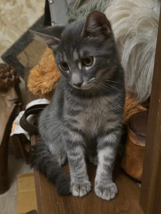 Котенок серый бесплатно