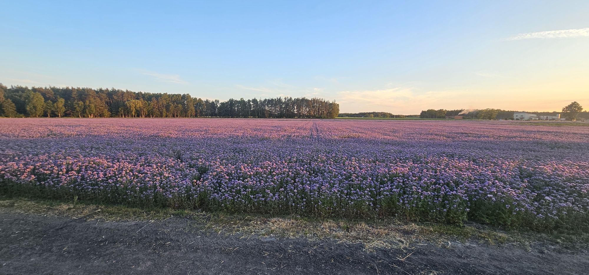Facelia błękitna.