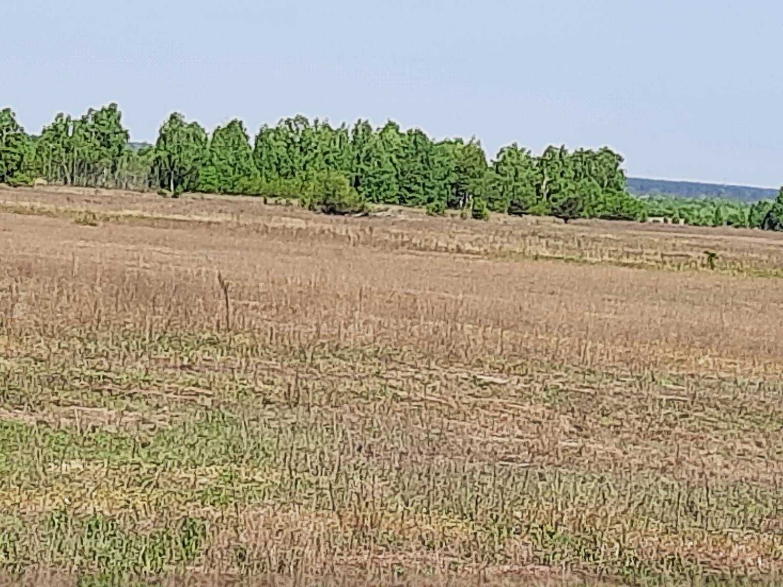 Абрамівка, 2 га, ОСГ, біля села, близько комунікації