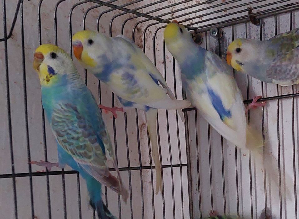 Periquitos arco iris ,alecrim