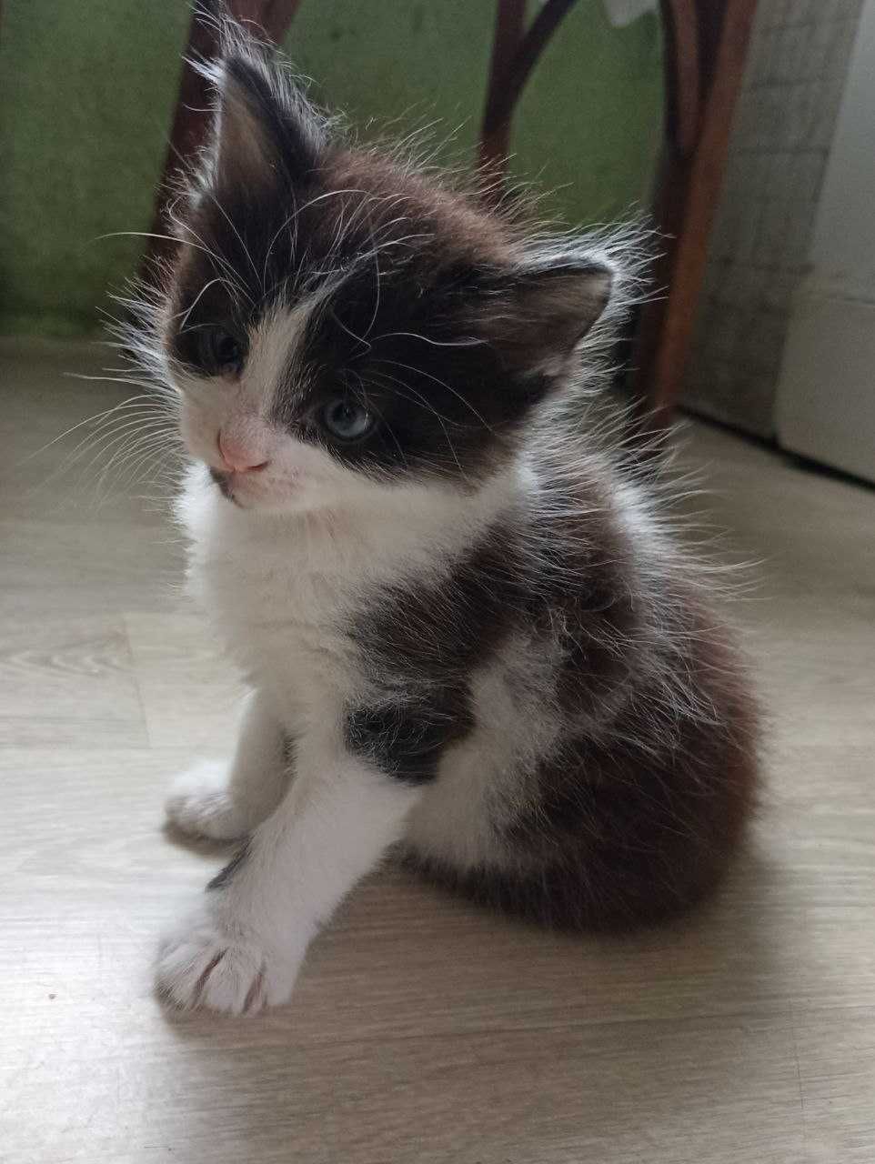 Подарю котят!!! Мальчик и девочка!