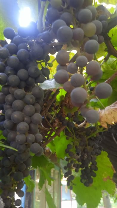 Продам виноград кудрик