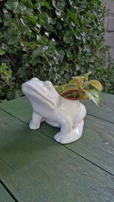 Ceramiczna doniczka w kształcie żaby na szczęście