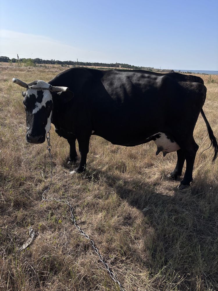 Продам хороших дійних корів