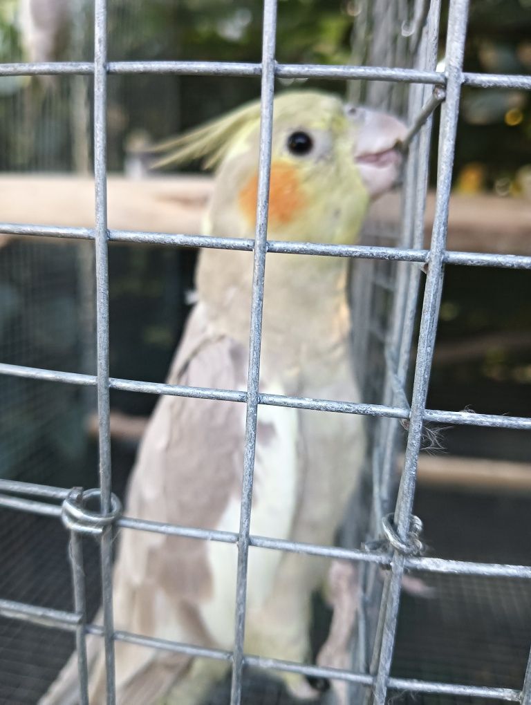 Várias aves de 2025