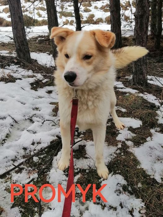 PROMYK cudowny przytulas marzy o wspaniały domku