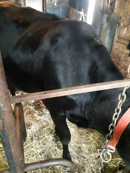 Jałówka wysokocielna