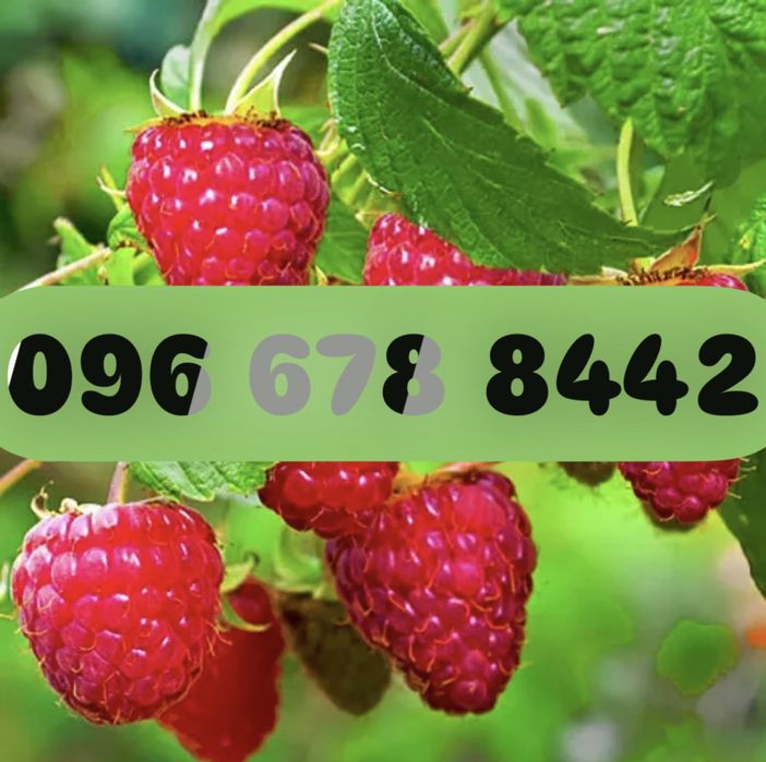 Малина|Саджанці| МАРАВІЛЛА |Бронювання