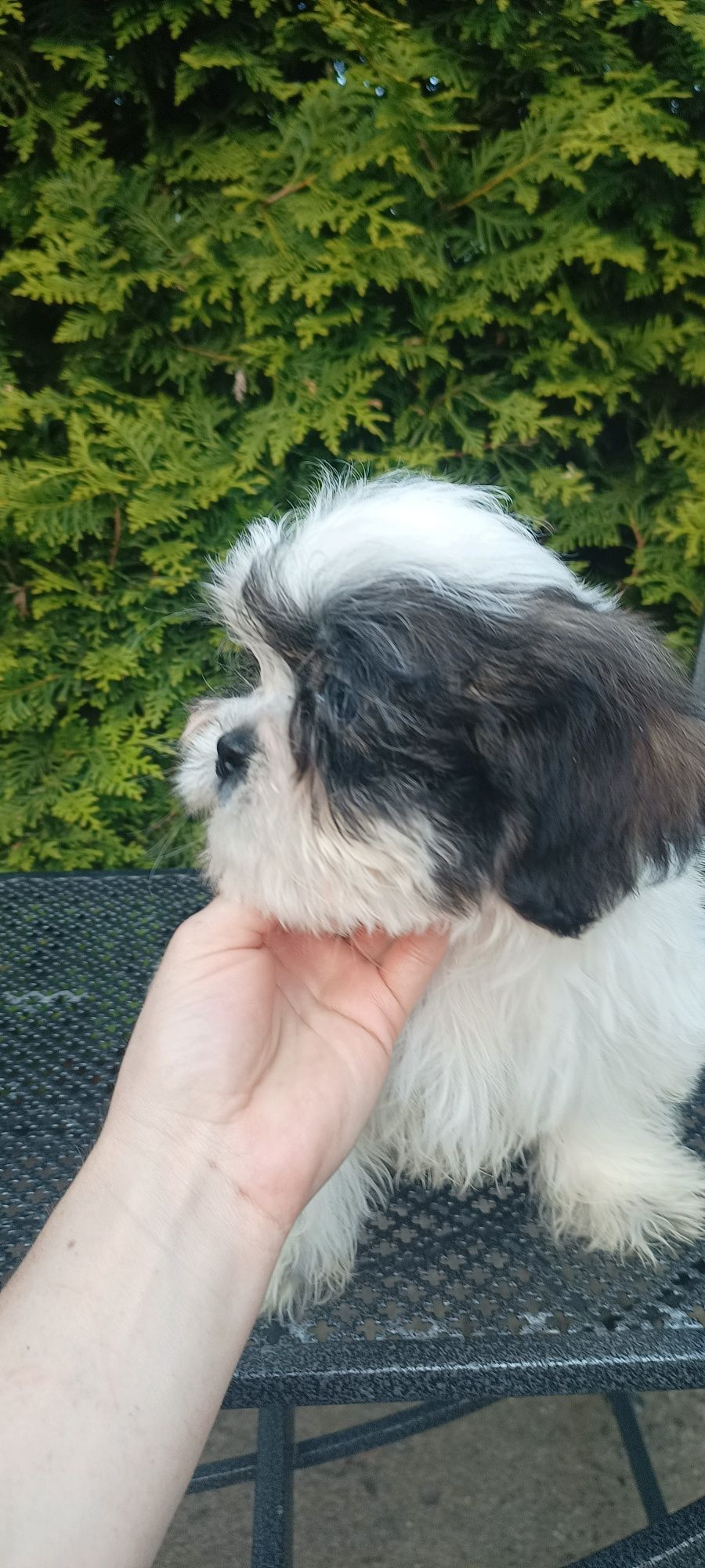 Mal shi, komplet szczepień ( maltańczyk, shih tzu)