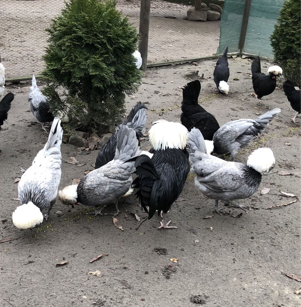 Białoczuby holenderskie JAJA LĘGOWE