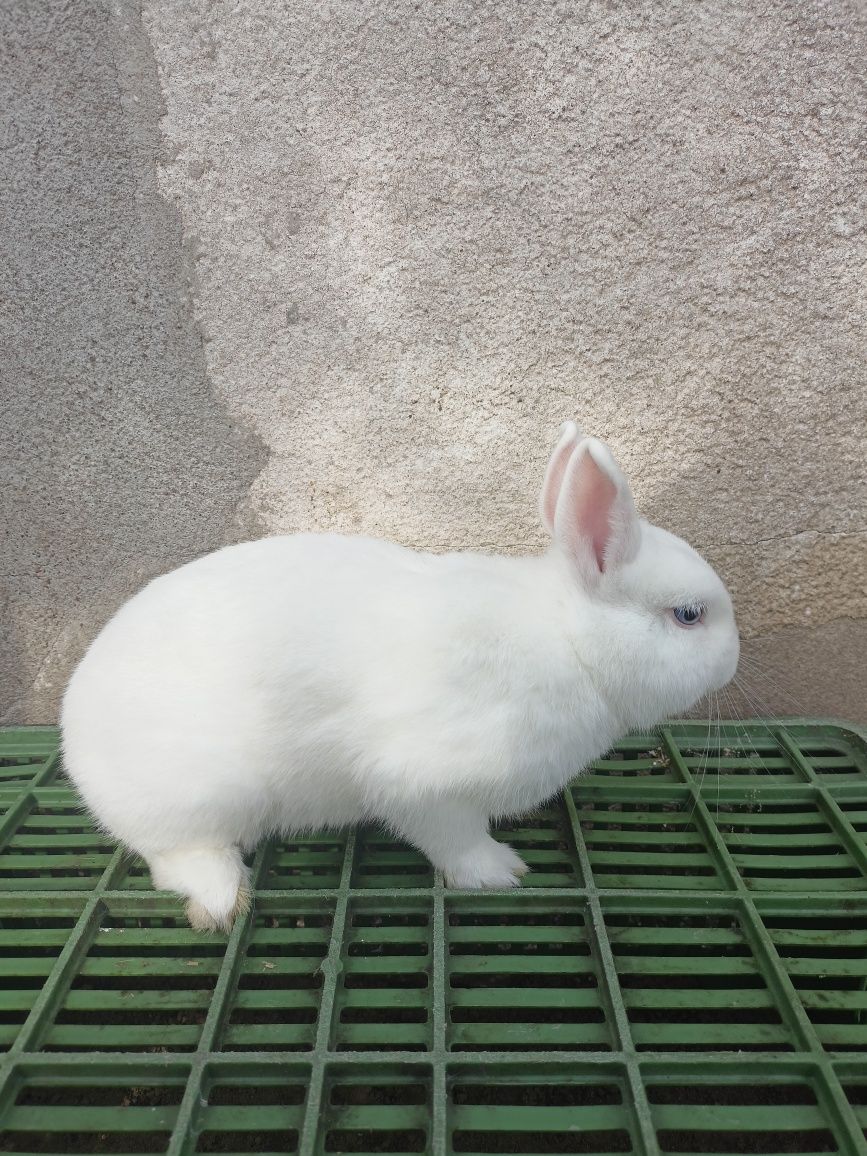 Króliki hermelin niebieskooki