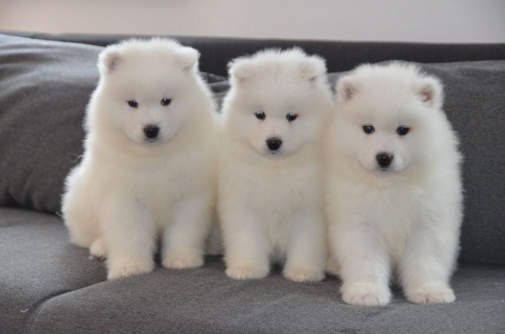 Samoyed ZKwP FCI