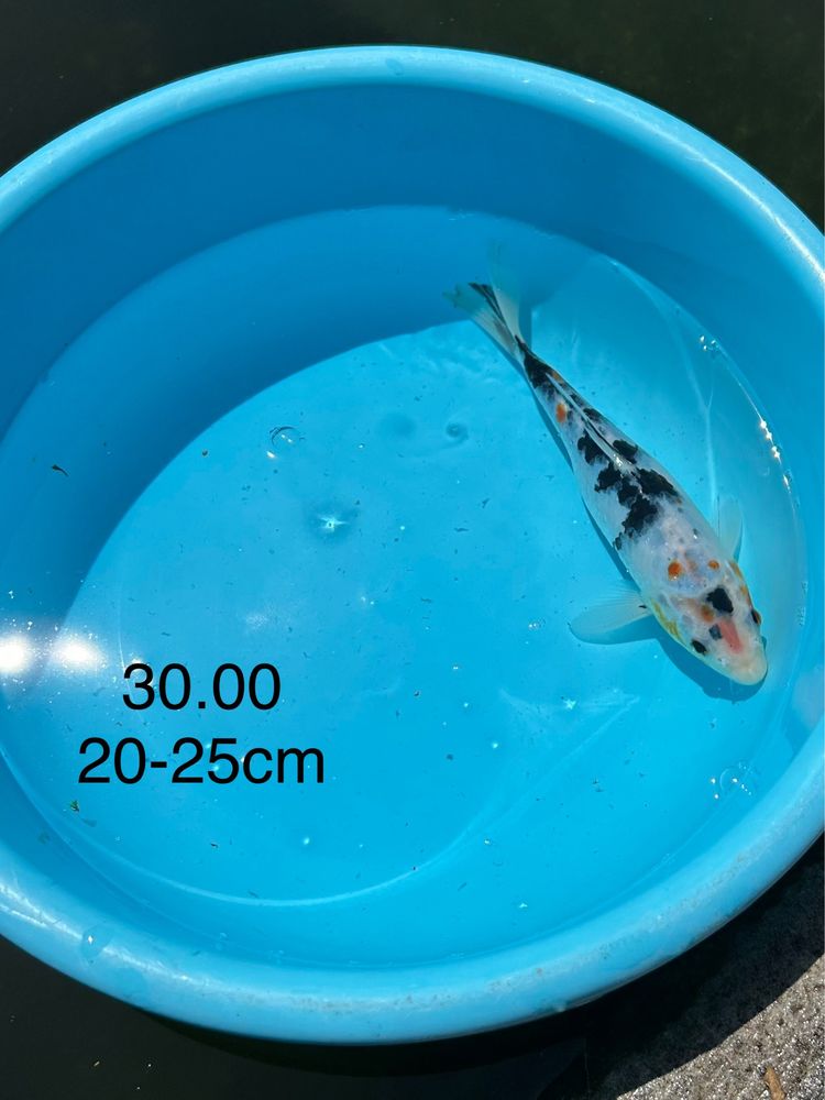 Carpa Koi Chagoi 50-55cm - Japonesa