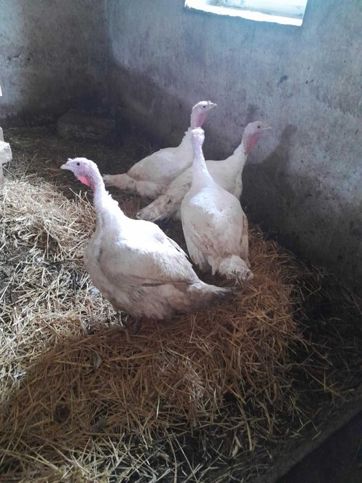 Sprzedam indyki białe