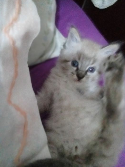Gato Ragdoll com 2 meses