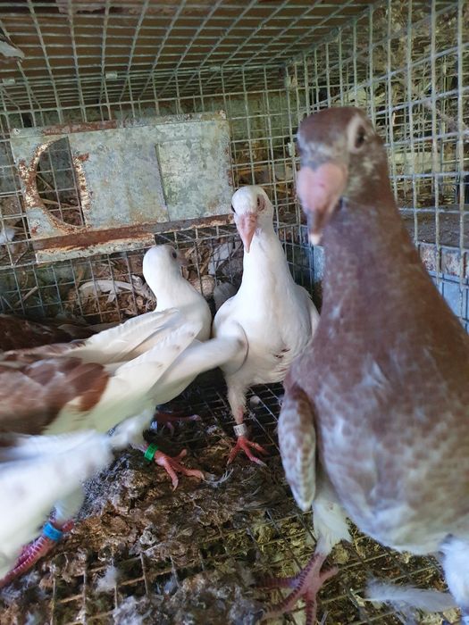 Rzeszowskie i inne sprzedam