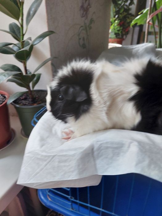 Продам красивую морскую свинку!