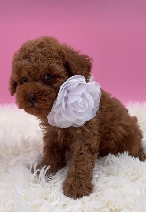 Красотулька той пудель !