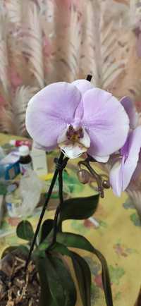 Орхидея фиалетовая в вазоне