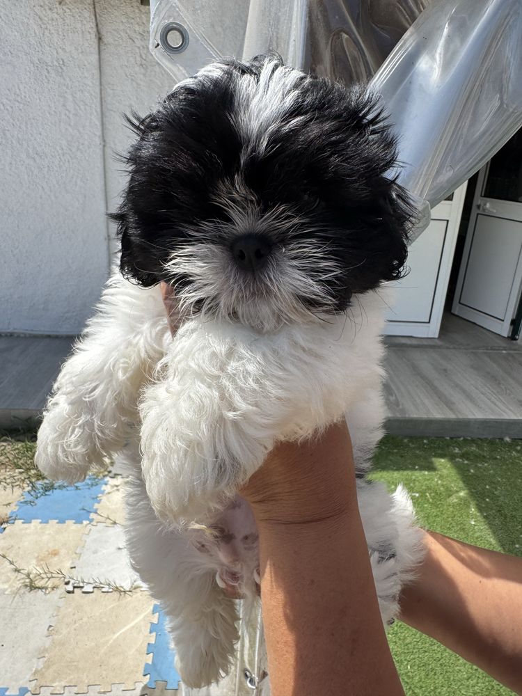 Shih-Tzu Bebé maravilhosos