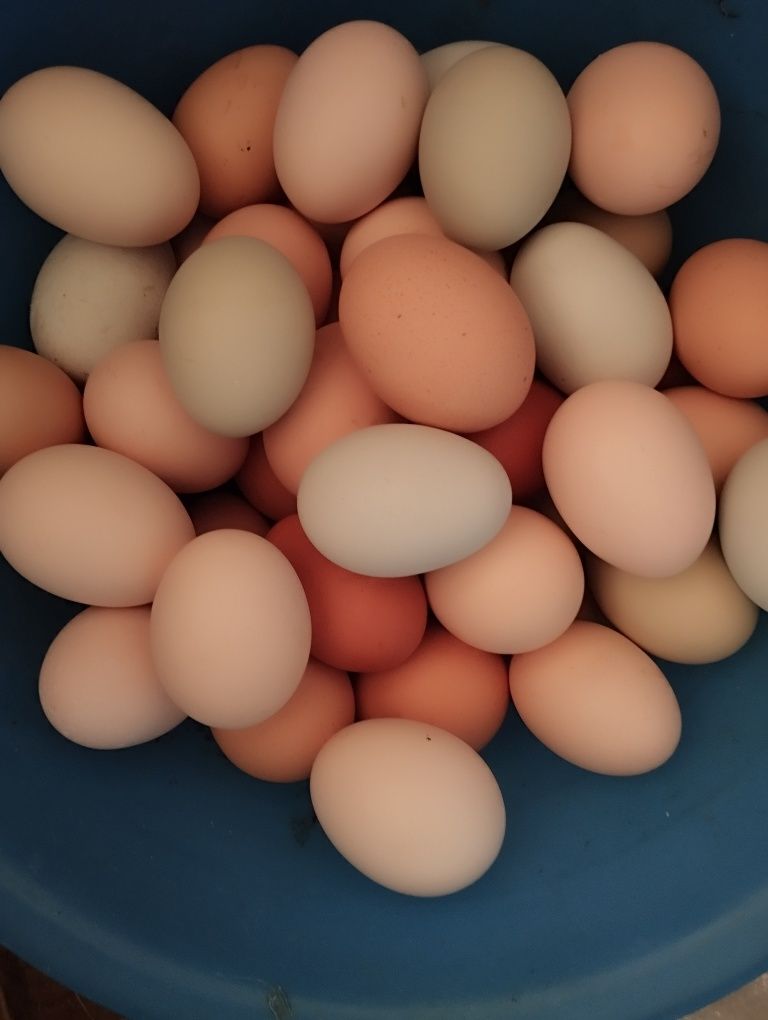 Venda ovos caseiros