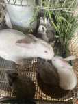 Vendo coelhos grandes