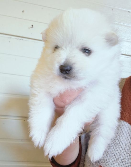 Spitz alemão menino