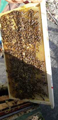 пчелы (пчелосемья)