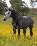 Cavalo Lusitano Puro
