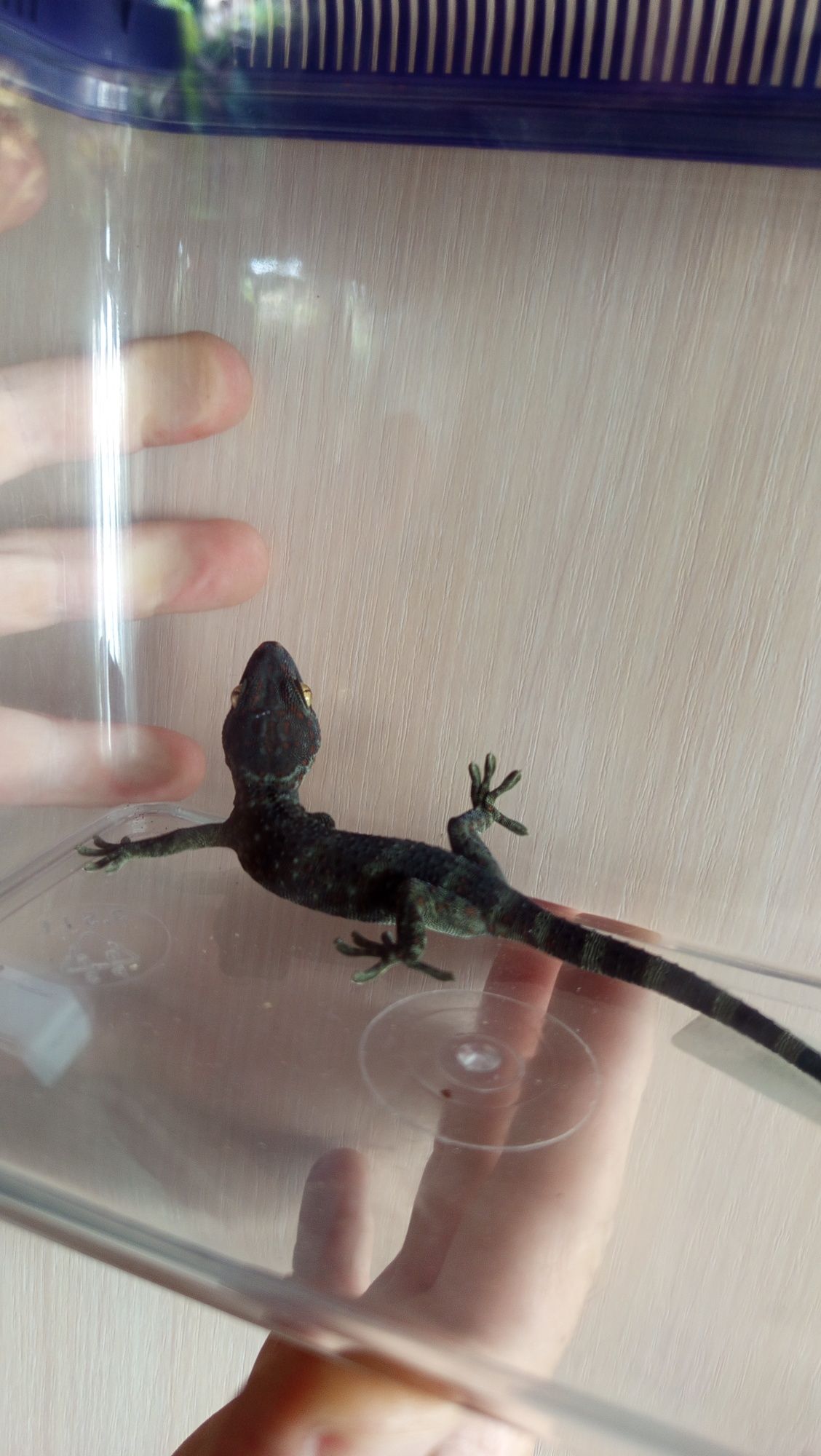 Gekony TOKE maluchy