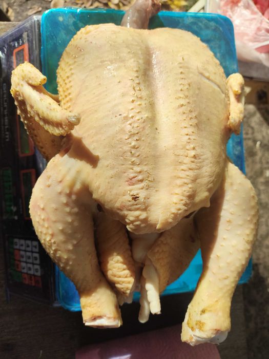 Домашній бройлер